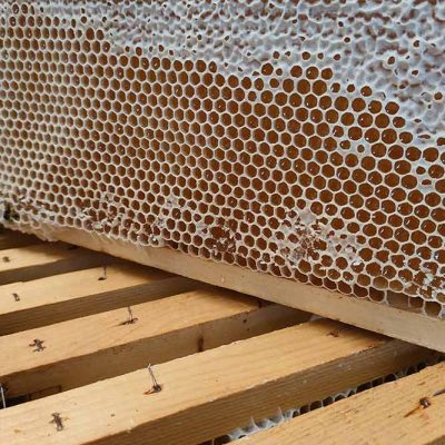produzione miele bellano azienda agricola